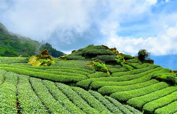 ほったらかしでも大丈夫！私が選んだ観葉植物6選